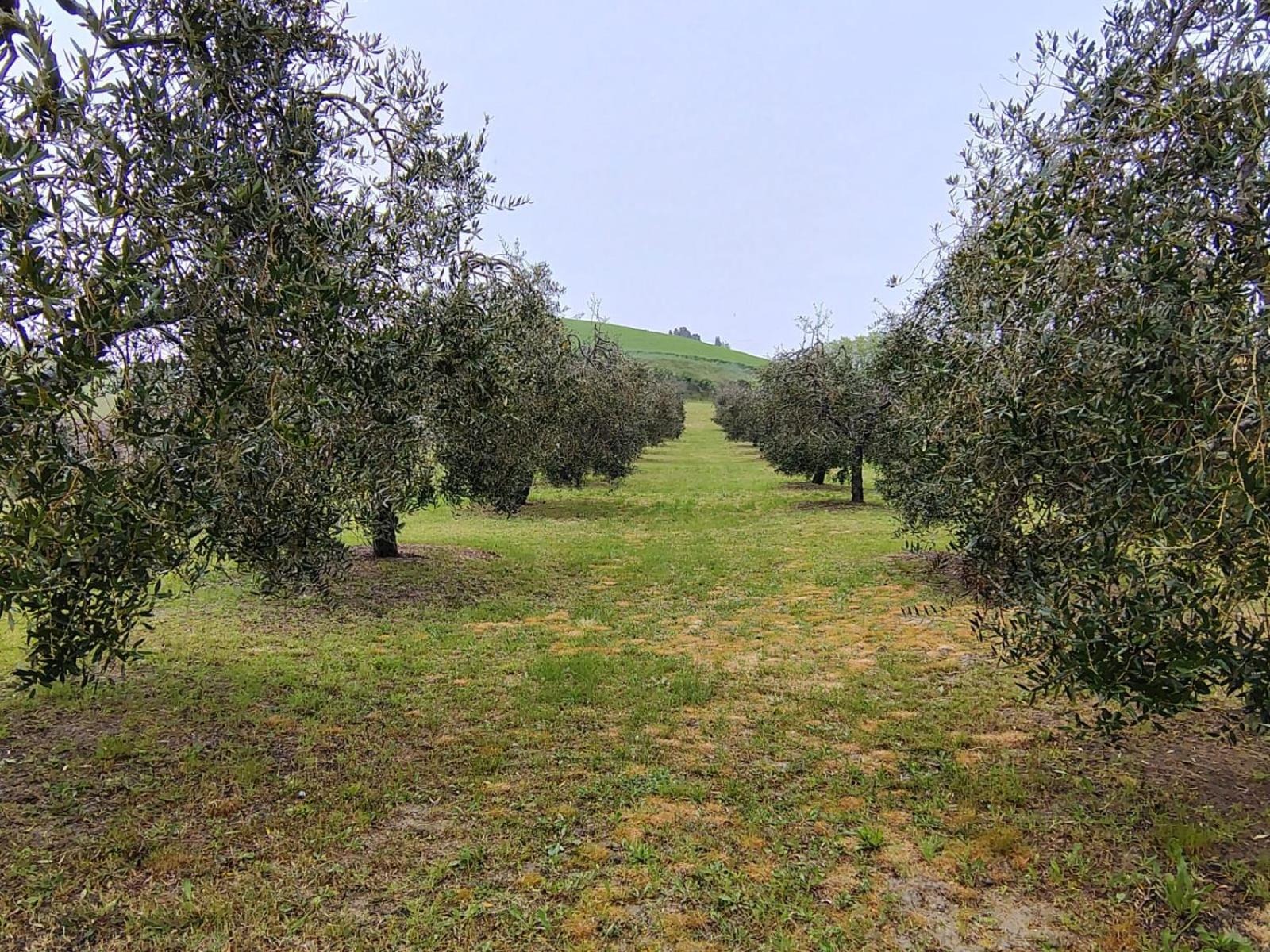 Casa Vacanze Podere San Giusto וולטרה מראה חיצוני תמונה